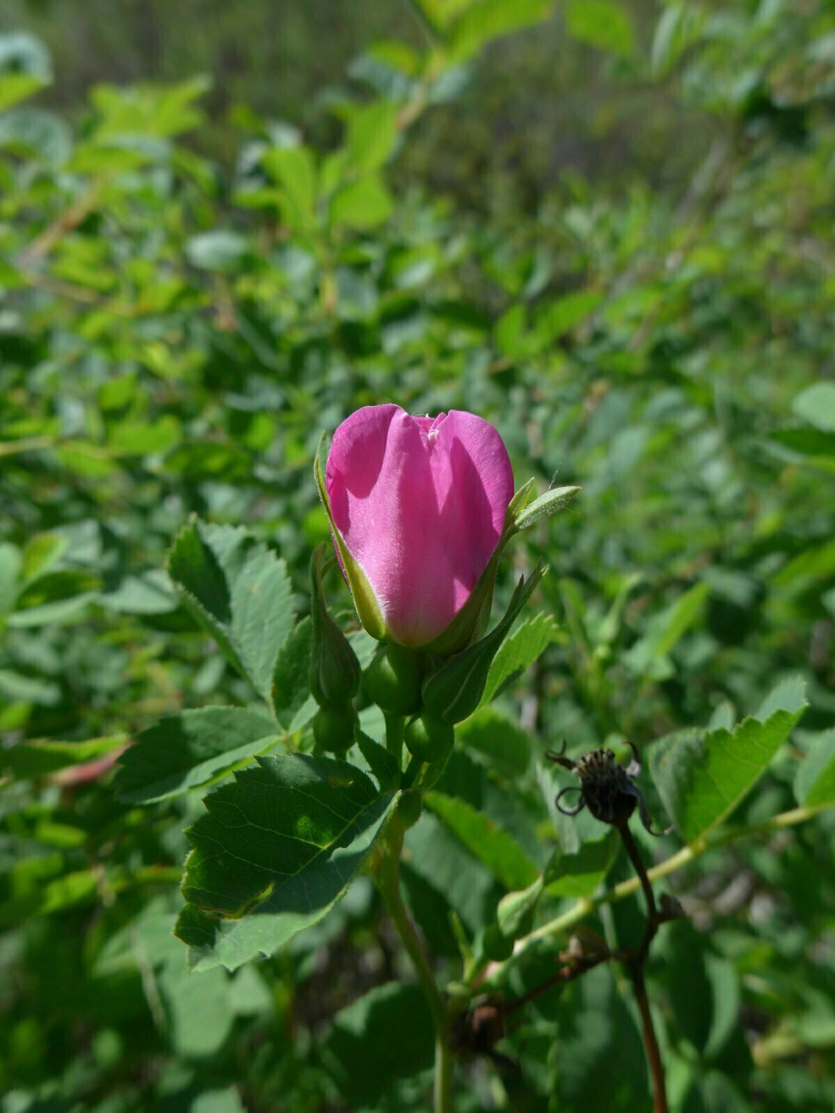 High Resolution Rosa californica Bud